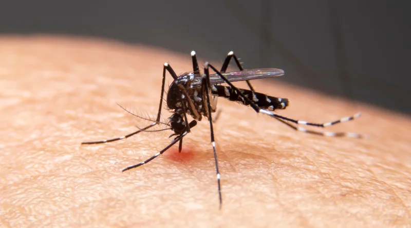 dengue mosquito in brazil,mrprecious,mr precious