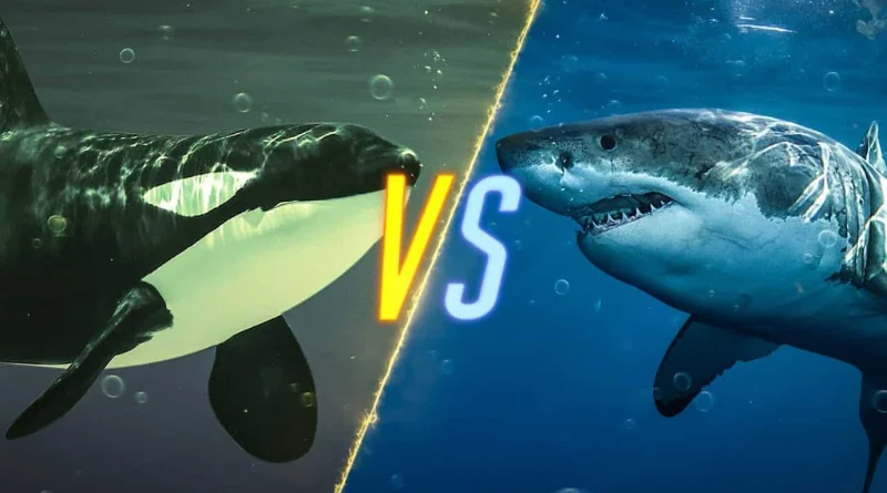 orca vs great white,mrprecious,mr precious